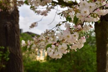 Obraz premium Weiße Blütenpracht