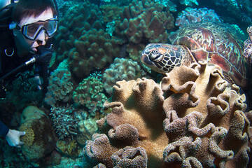 Scuba diver explores the beautiful coral reff.
