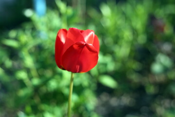 red tulips in the sun