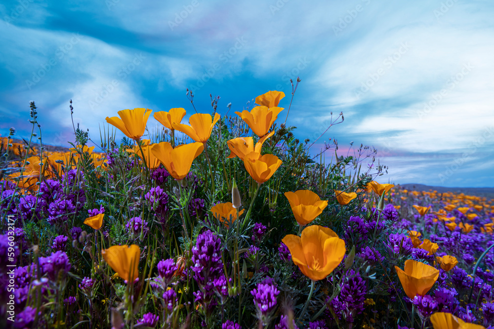 Wall mural California super bloom poppy field
