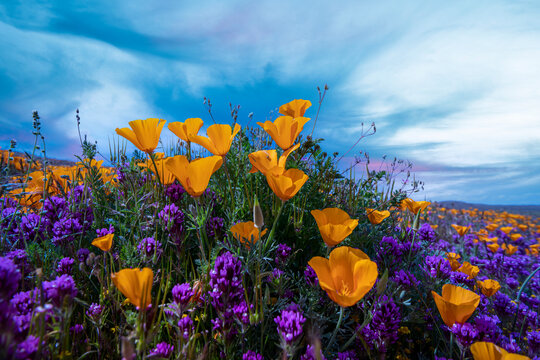 California super bloom poppy field
