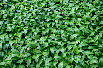 Wild garlic leaves in a woodland.