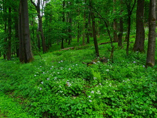 Broad leaf trees primeval forest at spring daylight