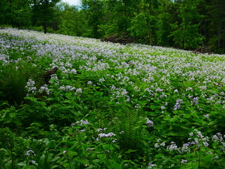 Broad leaf trees forest at spring daylight