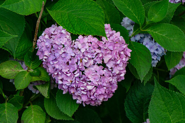 A purple Flower Heart
