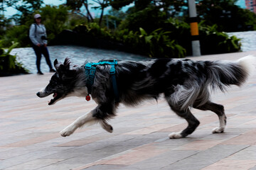 Border Collie racing champ at play in Medellín's industrial district