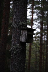 wooden bird nest house in forest tree