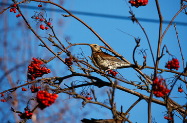 Fieldfare feasting on rowan berries
