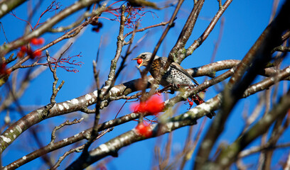 Fieldfare feasting on rowan berries