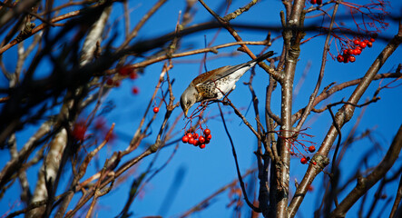 Fieldfare feasting on rowan berries