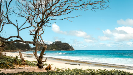 Tropical wallpaper: azure blue ocean with dry tree, rocks and palms on a background, seascape of Seychelles