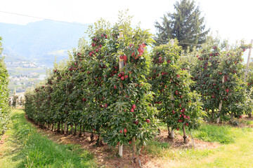Fototapeta na wymiar Apple trees in Tirol, South Tyrol, Italy