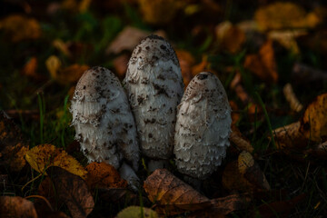 Three mushrooms in autumn fungus 
