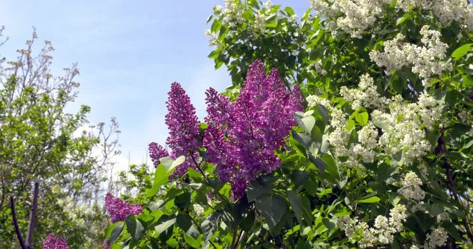 Violet and White Lilacs in Garden