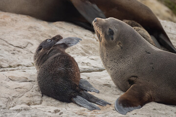 Fur seal pup with mother (long-nosed fur sea) (Arctocephalus forsteri) on the earthquake uplifted shores of Kaikoura on the east coast of the South Island of New Zealand.