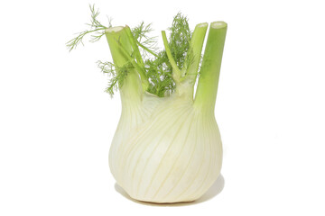 Hinojo, aislado sobre fondo blanco.