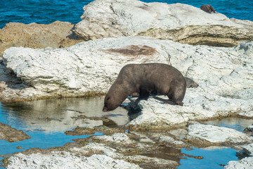 Obraz premium New Zealand fur seal (long-nosed fur sea) (Arctocephalus forsteri) on the earthquake uflifted shores of Kaikoura on the east coast of the South Island of New Zealand.