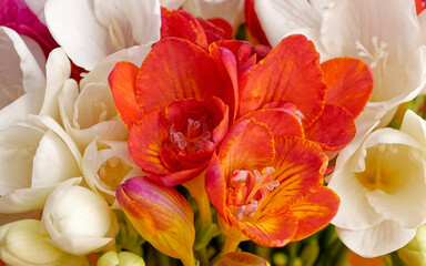 Obraz na płótnie Canvas A bunch of bright orange and white freesia flowers top view closeup.