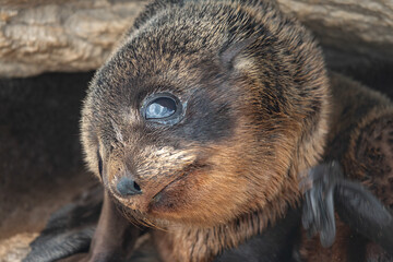 Portrait of a baby fur seal (long-nosed fur sea) (Arctocephalus forsteri) on the earthquake uplifted shores of Kaikoura on the east coast of the South Island of New Zealand.