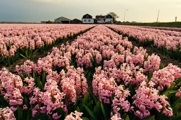 Blooming hyacinth field in Holland