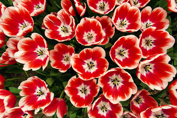 Red and white mixed tulip
