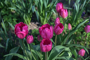 tulips grow in the garden. spring red flowers