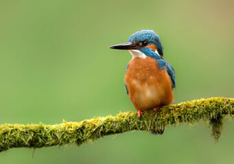 European Kingfisher ( Alcedo atthis ) close up