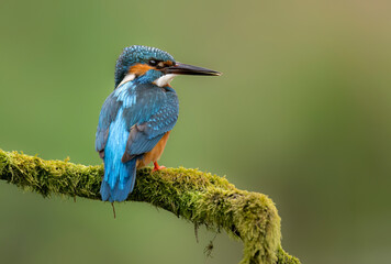 European Kingfisher ( Alcedo atthis ) close up