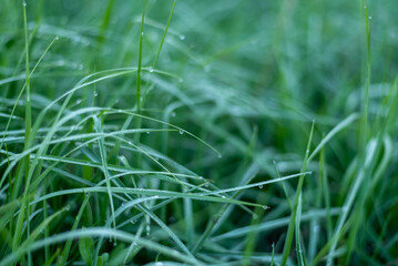 Dew on green grass. Dew drops on the grass.