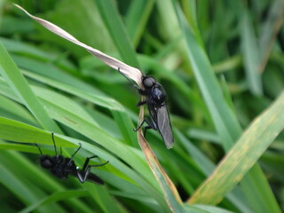 Male St Mark’s fly (Bibio marci) resting on a dry blade of grass