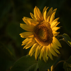 SUNFLOWERS - Beautiful blooming plants against the background of the sun rays