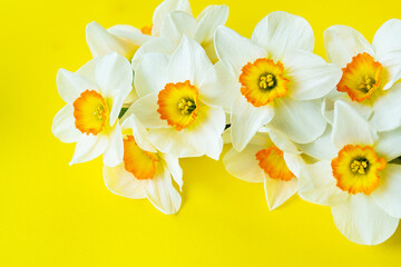 Bouquet of bright white and yellow daffodils on a yellow background with copy space.