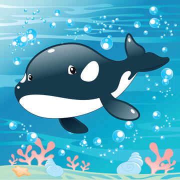 Baby Killer Whale, vector and cartoon illustration