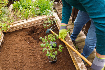 A man plants tomatoes and strawberries in the ground, home gardening