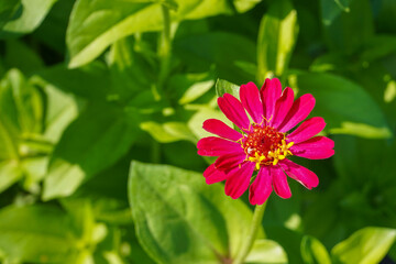 A red common zinnia flower with green background 