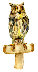 Ritratto di gufo, dipinto ad acquerello isolato su sfondo bianco