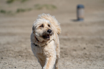dog on the beach