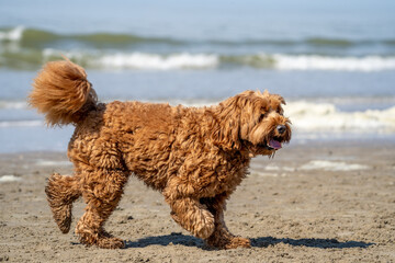 labradoodle dog on the beach