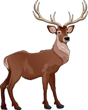 Elegant deer. Vector isolated animal.