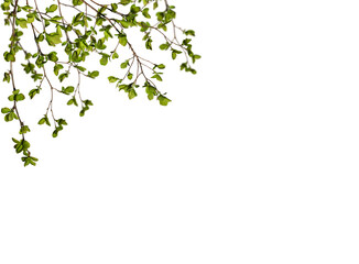 Spring background. Branches with green leaves isolated on white background, design element.