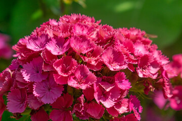 pink and white flower