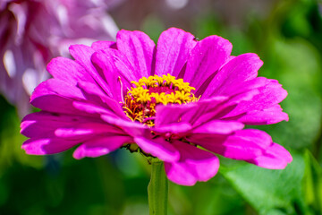 pink cosmos flower