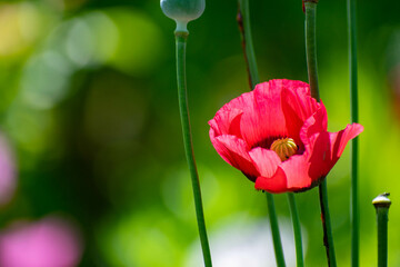 red tulips on green background