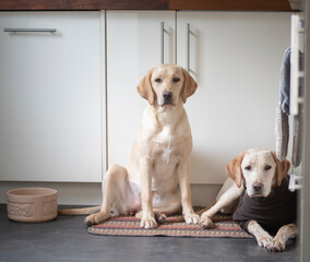 labrador retriever puppies in the kitchen
