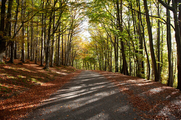 Fototapeta na wymiar Road through forest in Autumn