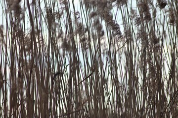 Swamp Landscapes, Flora, And Fauna