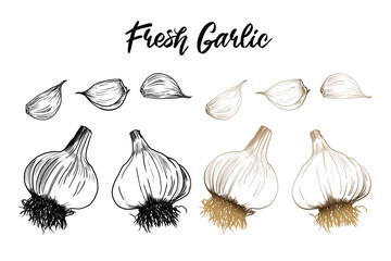 Hand drawn vector sketch artwork of garden fresh, organic herb garlic. Garlic clove, bulb for vintage, hand painted farm or farmers market sign. Boho food label, menu accents, chalkboard embellishment