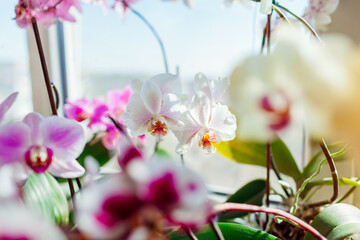 Fototapeta na wymiar Blooming phalaenopsis orchids. White, purple, pink, orange, red orchids blossom on window sill. Home flowers