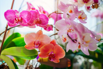 Fototapeta na wymiar Blooming phalaenopsis orchids. White, purple, pink, orange, red orchids blossom on window sill. Home flowers