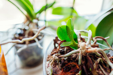 Baby orchids growing on stem of dead mother plant in pot on window sill. Propagating phalaenopsis...